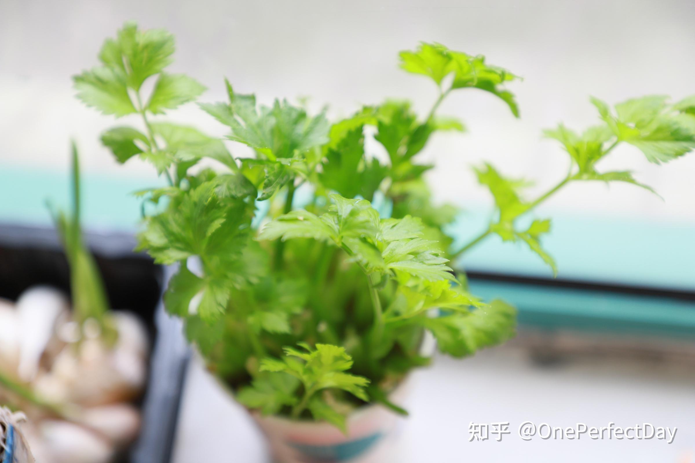 阳台种植致富_阳台种富贵竹风水好吗_阳台种植什么最赚钱