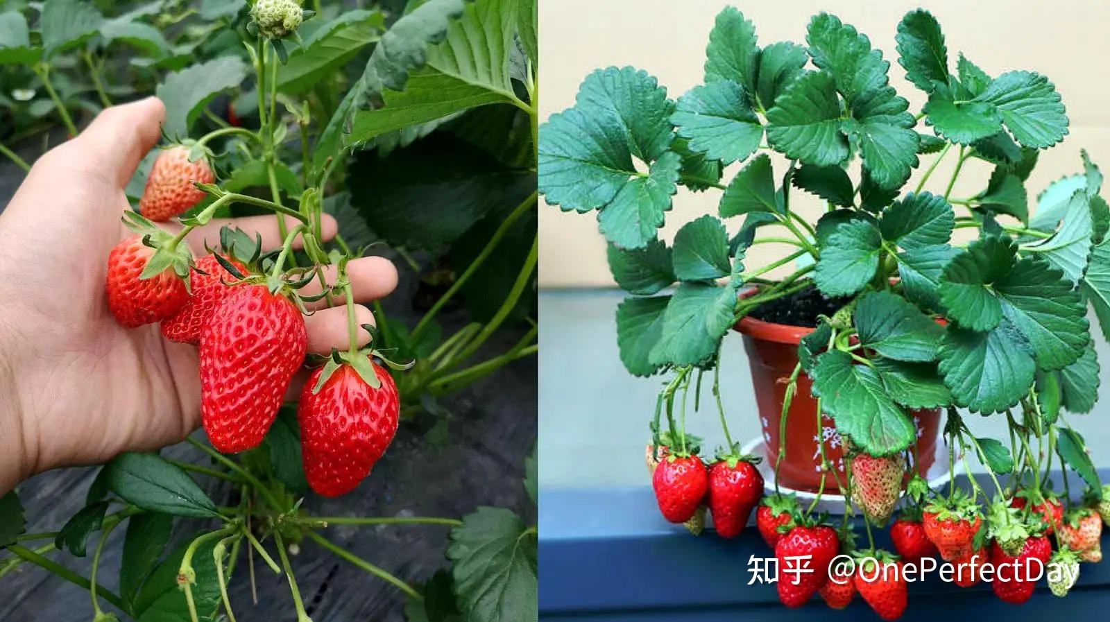 阳台种植致富_阳台种富贵竹风水好吗_阳台种植什么最赚钱