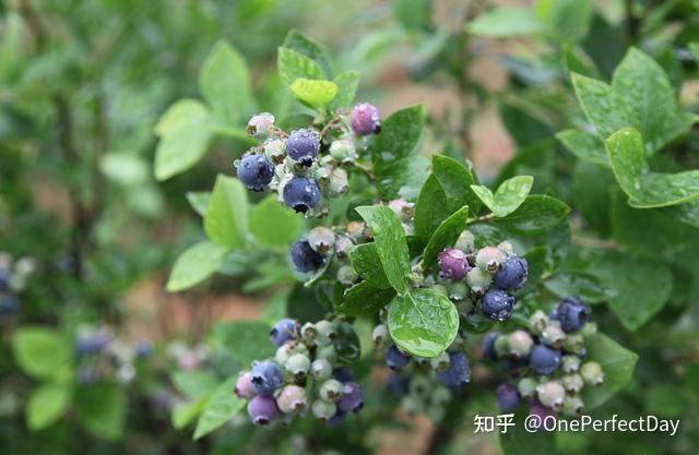 阳台种富贵竹风水好吗_阳台种植致富_阳台种植什么最赚钱