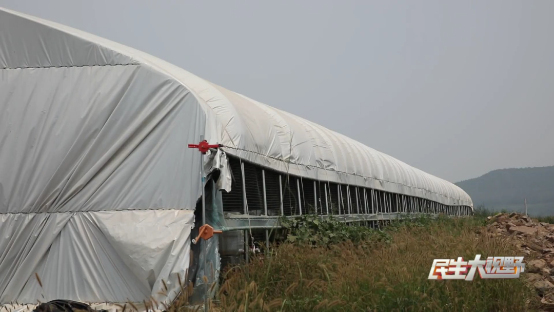 渭南蛋鸡养殖致富_渭南养鸡场_渭南养鸡大户有哪些