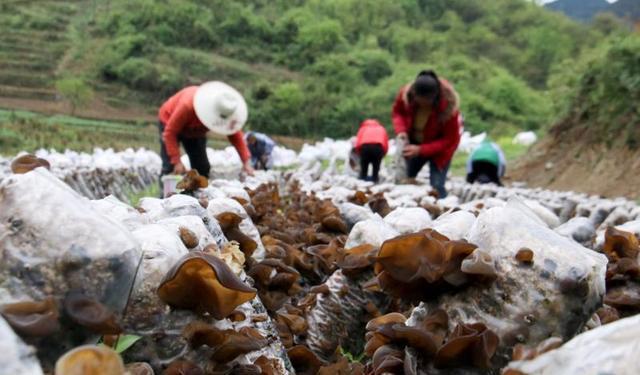 大方星宿乡：食用菌种植成为群众增收“致富伞”