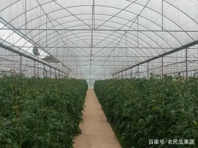 蔬菜的种植技术_蔬菜种植技术知识大全_大棚水培蔬菜种植技术