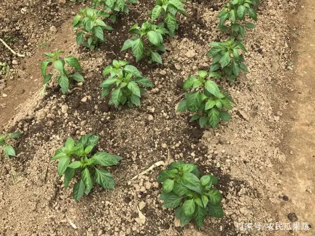 大棚水培蔬菜种植技术_蔬菜种植技术知识大全_蔬菜的种植技术