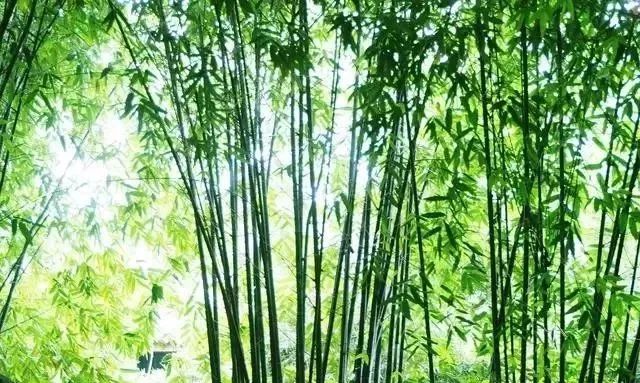 致富经创业项目种植业_种植致富新项目_种植致富经创业项目