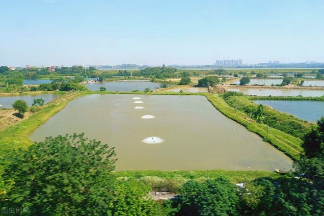 致富养殖泥鳅图片_致富经泥鳅养殖_养殖泥鳅挣钱吗