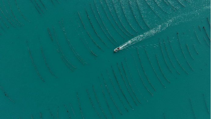 致富经海阳海鸭蛋_致富经翻滚吧海鸭蛋_山东海阳海鸭蛋