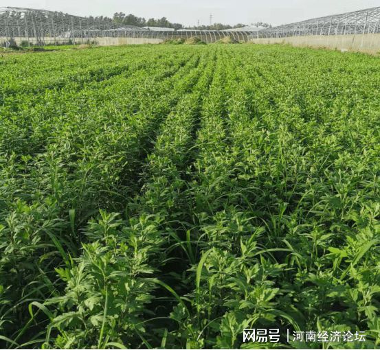 农村致富种植项目_农民致富种植项目_农村集体种植致富