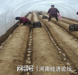 农民致富种植项目_农村致富种植项目_农村集体种植致富