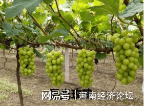 农民致富种植项目_农村集体种植致富_农村致富种植项目