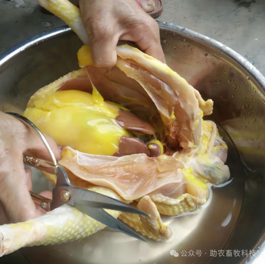 致富经养殖中草药鸡_中草药养鸡致富经_致富养殖药鸡中草药有哪些