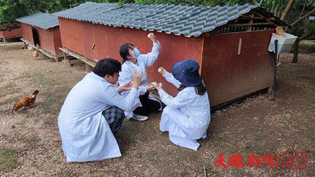 致富养殖药鸡中草药大全_致富经养殖中草药鸡_致富养殖药鸡中草药有哪些