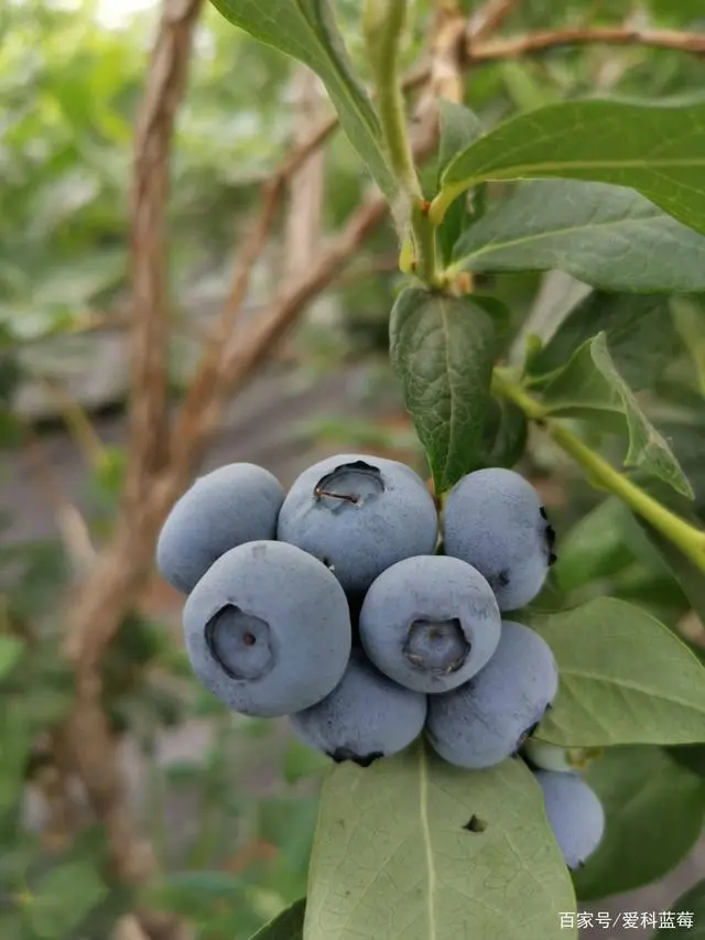 南方蓝莓苗：品种选择与种植技巧