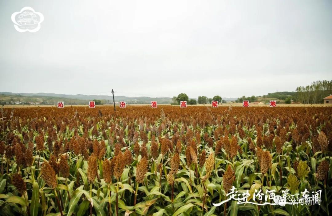 沁县种植致富_致富经种植亩收入过亿_种植致富业