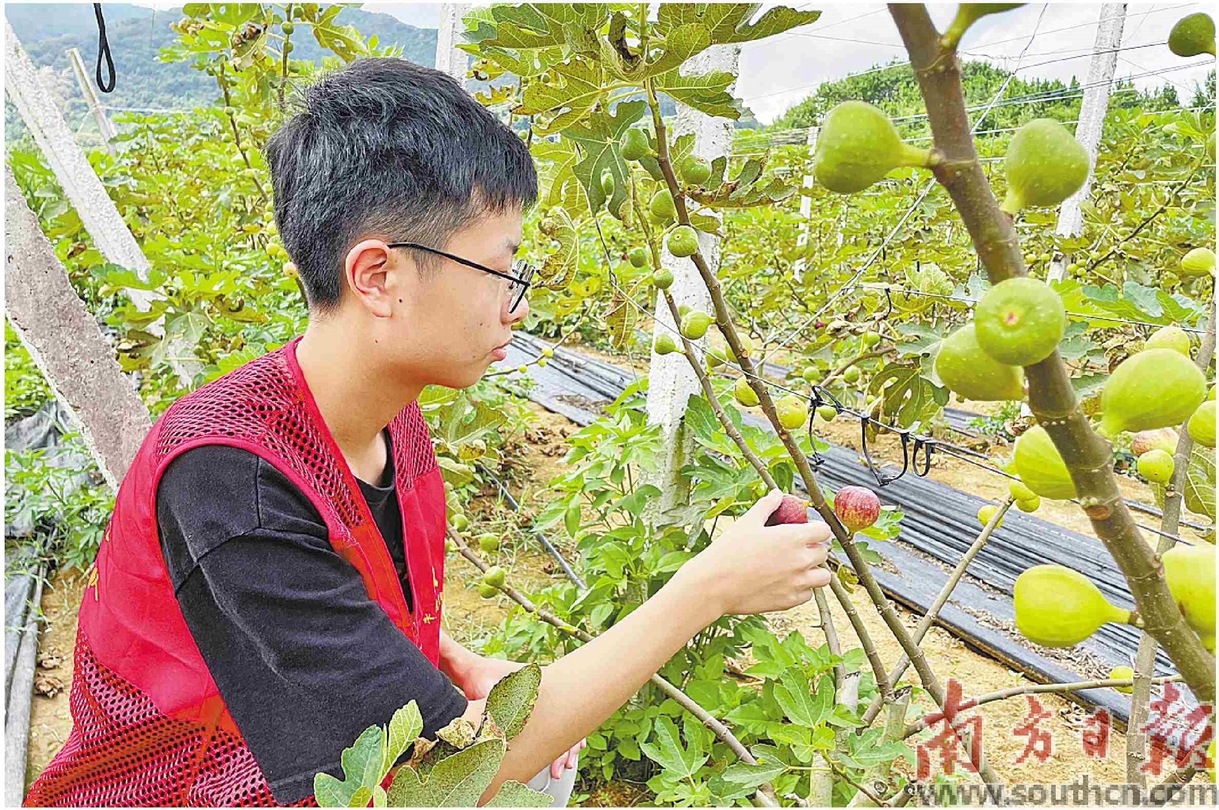 无花果结成“致富果”