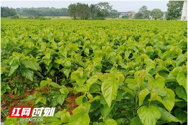 祁阳油塘村：种桑养蚕追逐“蝴蝶梦”