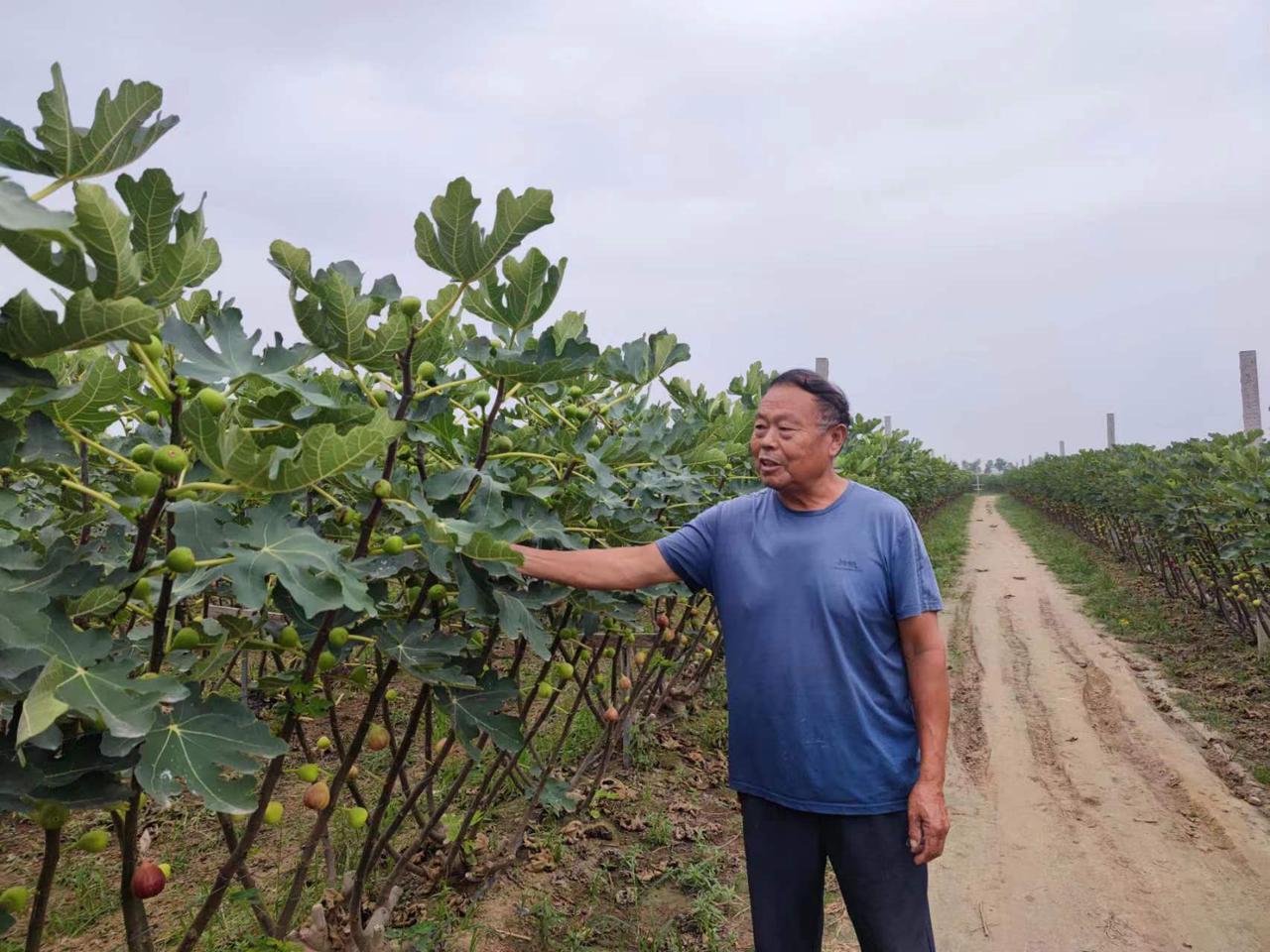 致富经无花果高产栽培技术_致富栽培高产无花果技术与管理_无花果高产丰产技术