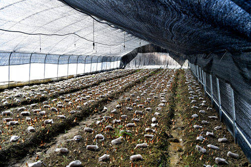 农民致富种植项目_农村致富项目种植业_农村集体种植致富