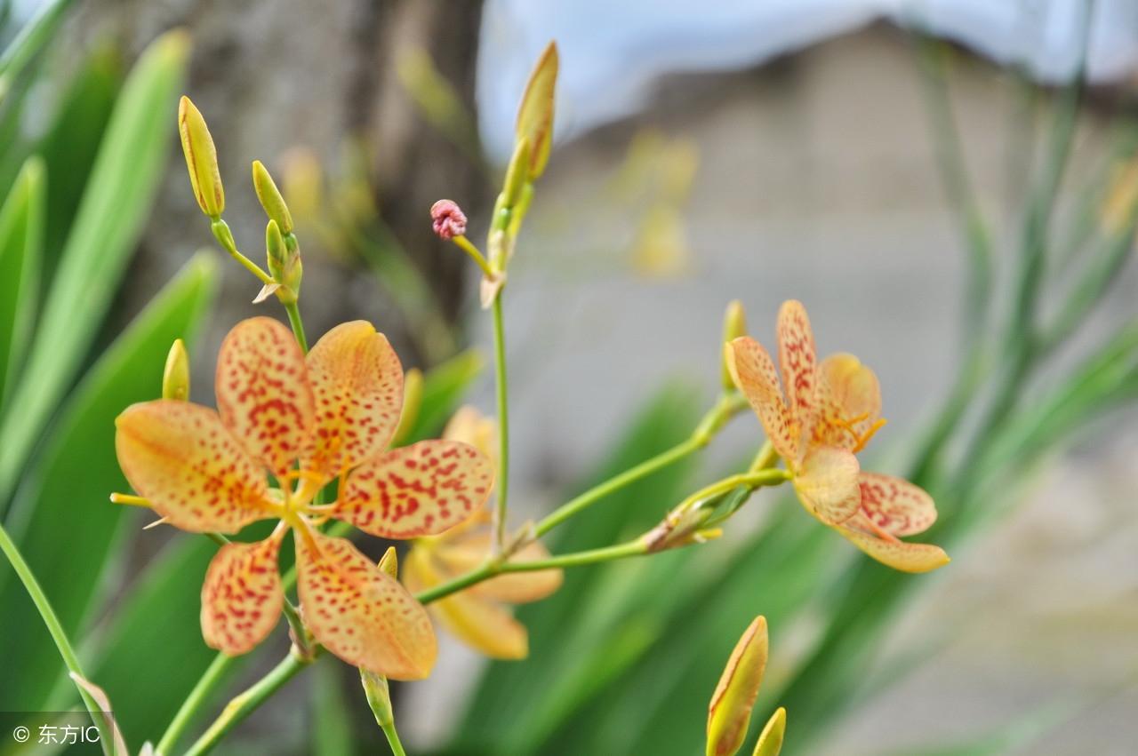 农村地头草丛里的“蝴蝶花”，原来身价那么高！易种植，产量高！