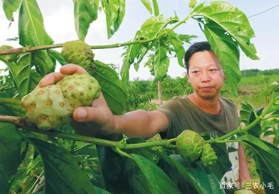 诺尼果的种植技术_诺尼果好吃吗_诺尼果怎么吃