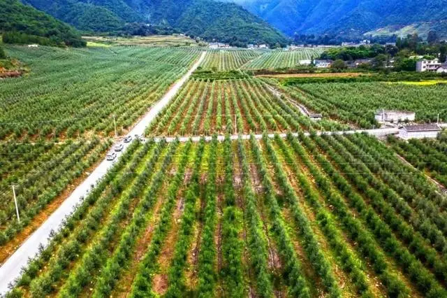 诺尼水果_诺尼果怎么吃_诺尼果的种植技术