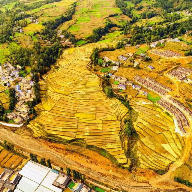 诺尼水果_诺尼果怎么吃_诺尼果的种植技术