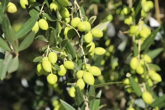 诺尼果的种植技术_诺尼果怎么吃_诺尼水果