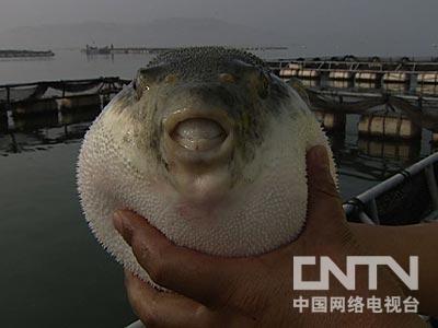 孟雪松养河豚用赔钱的谋略去赚钱(8月6日21:17)