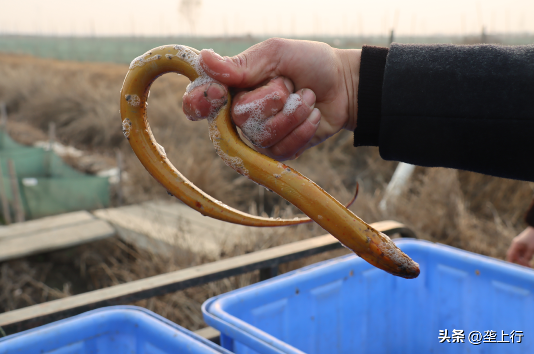 养殖黄鳝如何致富_致富养殖黄鳝赚钱吗_黄鳝养殖致富经