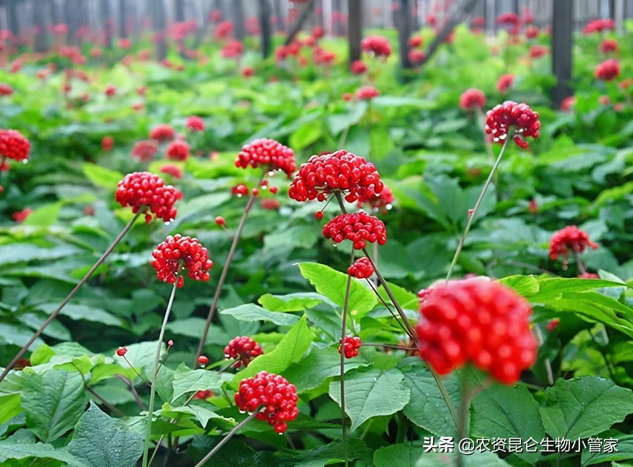 西洋叁种植技术一经济半小时_西洋参种植技术条件_西洋参家庭种植技术