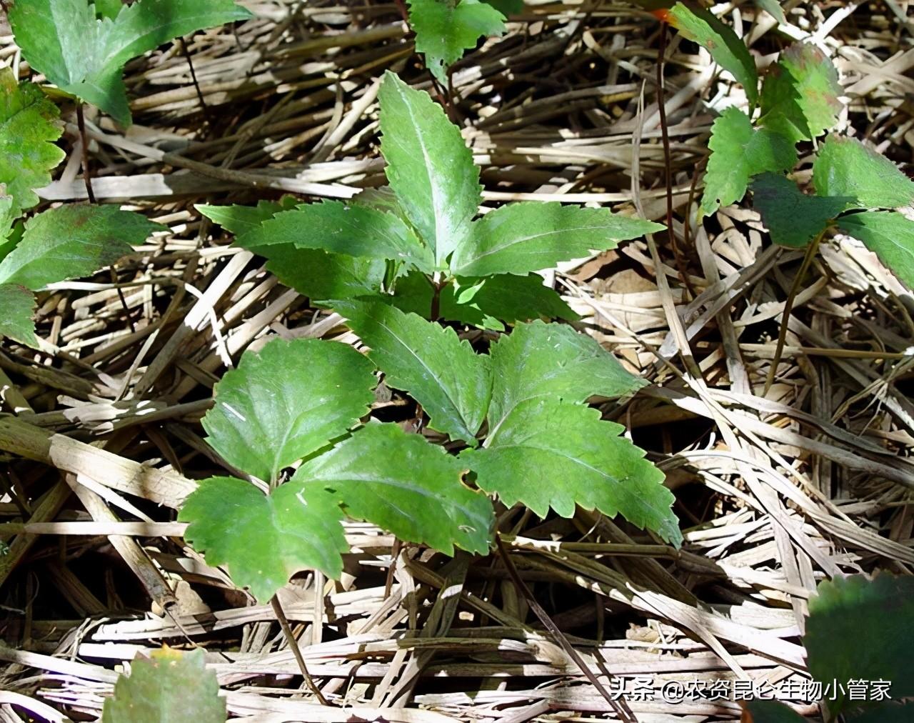 西洋叁种植技术一经济半小时_西洋参家庭种植技术_西洋参种植技术条件