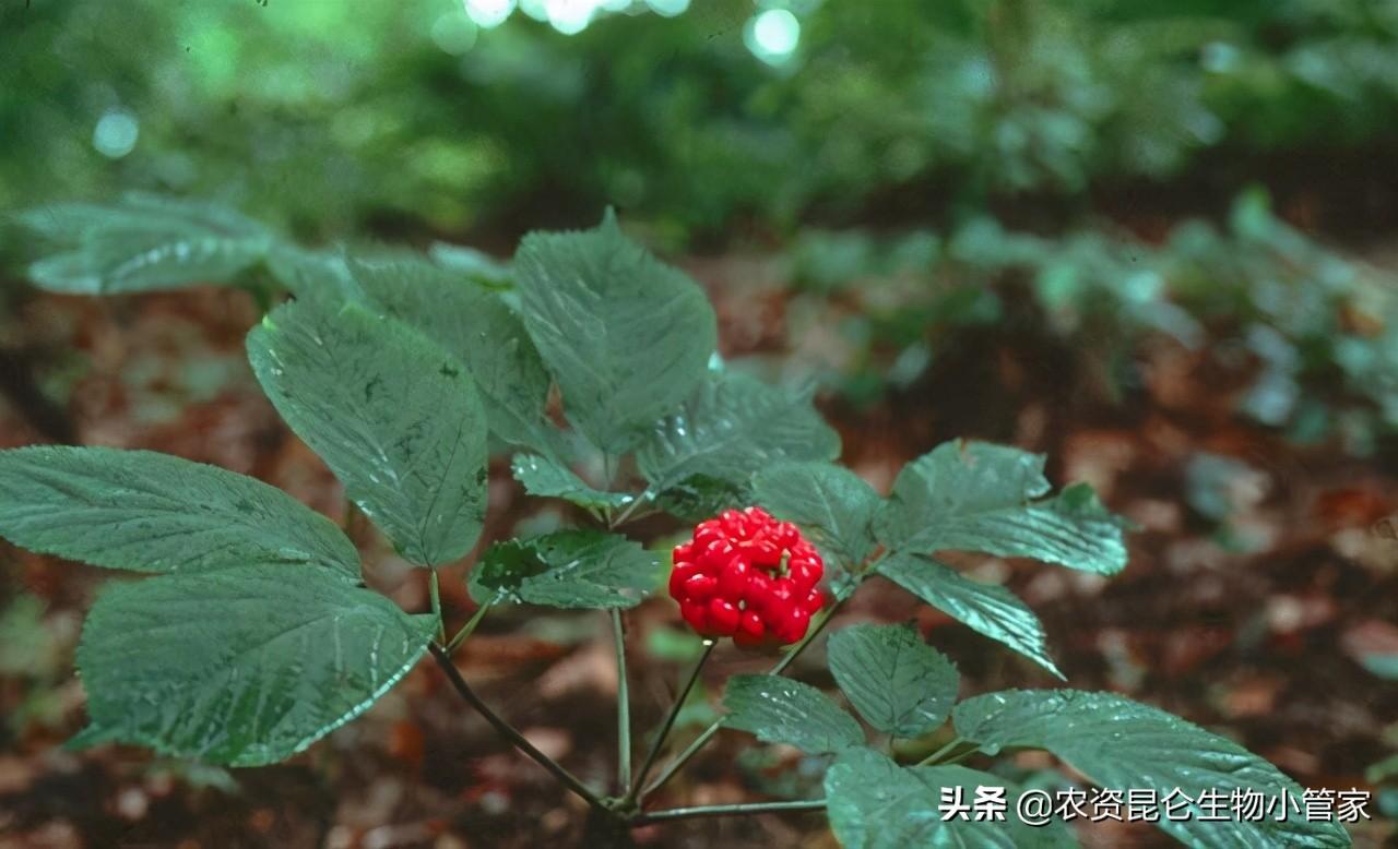 西洋叁种植技术一经济半小时_西洋参种植技术条件_西洋参家庭种植技术