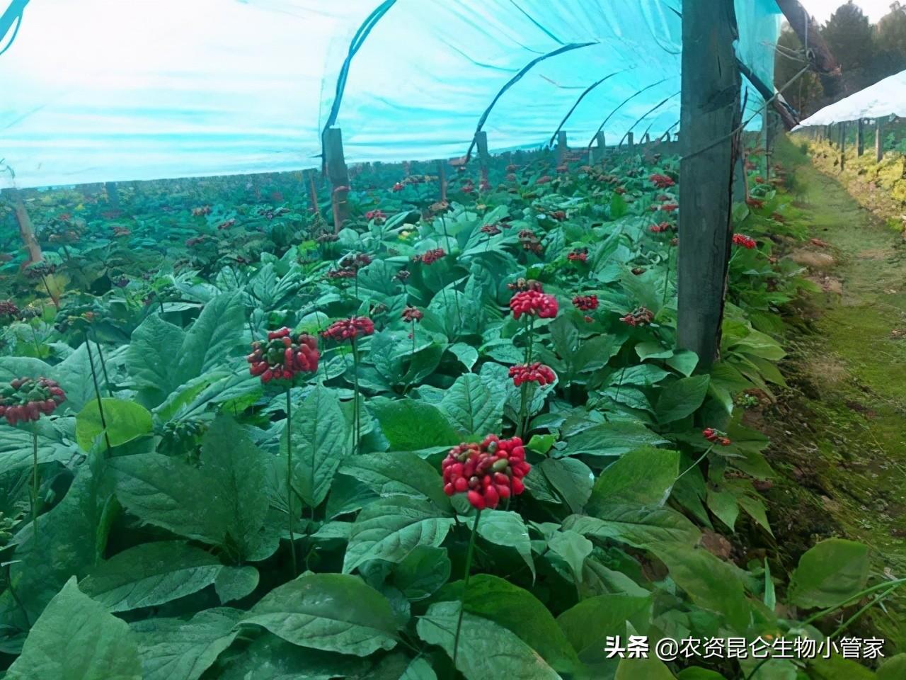 西洋叁种植技术一经济半小时_西洋参种植技术条件_西洋参家庭种植技术