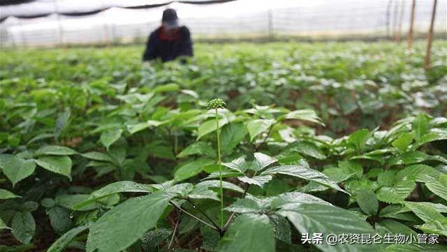 西洋参家庭种植技术_西洋参种植条件和方法视频_西洋叁种植技术一经济半小时