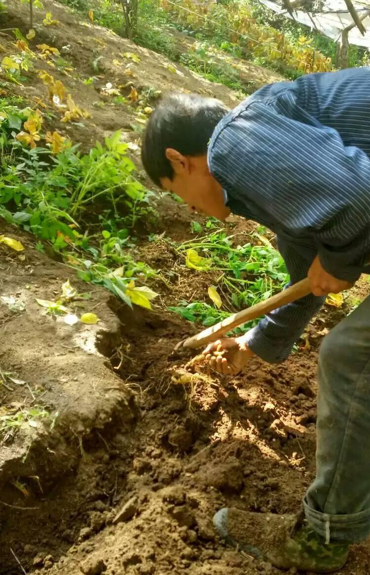 西洋参家庭种植技术_西洋种植参家庭技术有哪些_西洋参种植技术视频