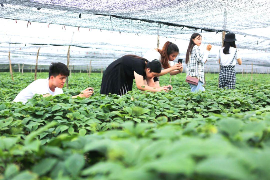 西洋种植参家庭技术有哪些_西洋参种植技术视频_西洋参家庭种植技术