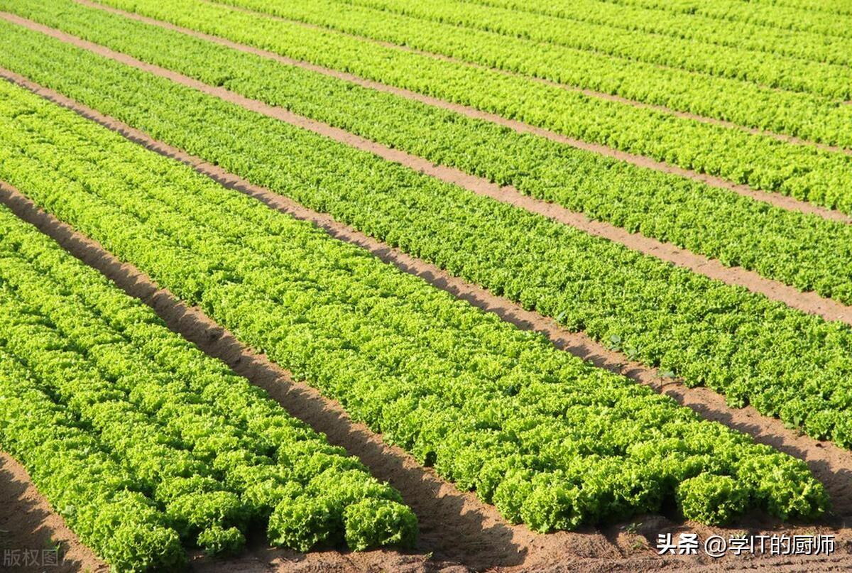 芝麻喂鱼好不好_芝麻的养殖方法_致富经养殖芝麻鱼