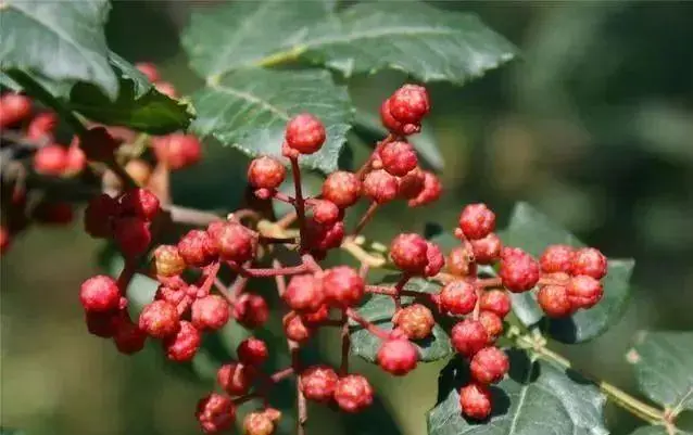 「惠椒网」花椒树种植管理五注意