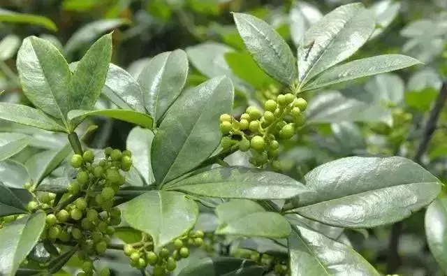 花椒种植技术大全_花椒种植大全技术与管理_花椒种植大全技术视频