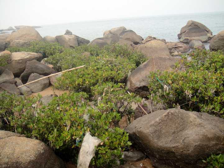 深海种植致富菜_深海蔬菜_海上种植