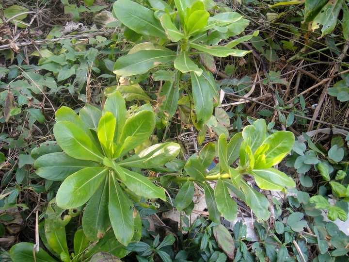 深海蔬菜_海上种植_深海种植致富菜