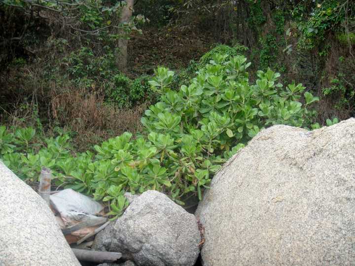 深海蔬菜_深海种植致富菜_海上种植