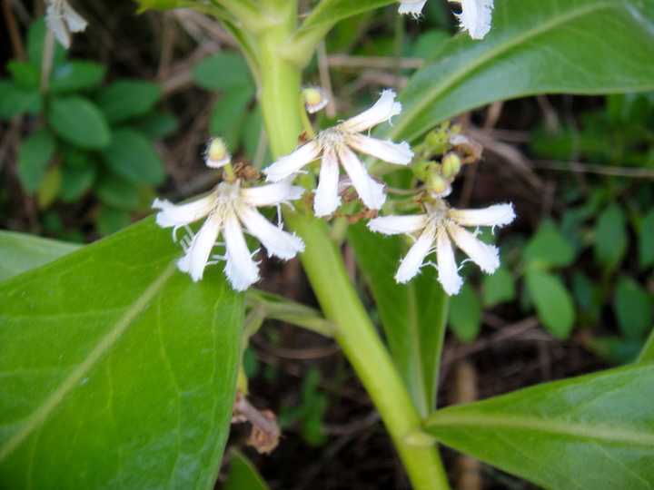 深海蔬菜_深海种植致富菜_海上种植