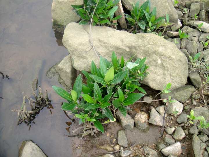 深海蔬菜_深海种植致富菜_海上种植