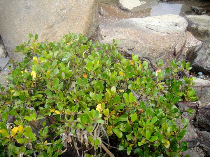 海上种植_深海种植致富菜_深海蔬菜