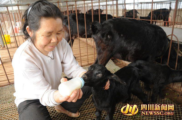 养山羊致富经视频播放_致富经山羊养殖视频_致富经上的养殖山羊节目