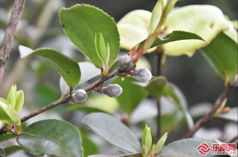 海上种植蔬菜_深海种植致富菜_海上种植