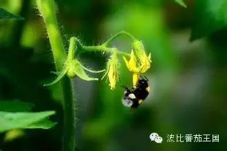 熊蜂来袭—番茄种植新技术