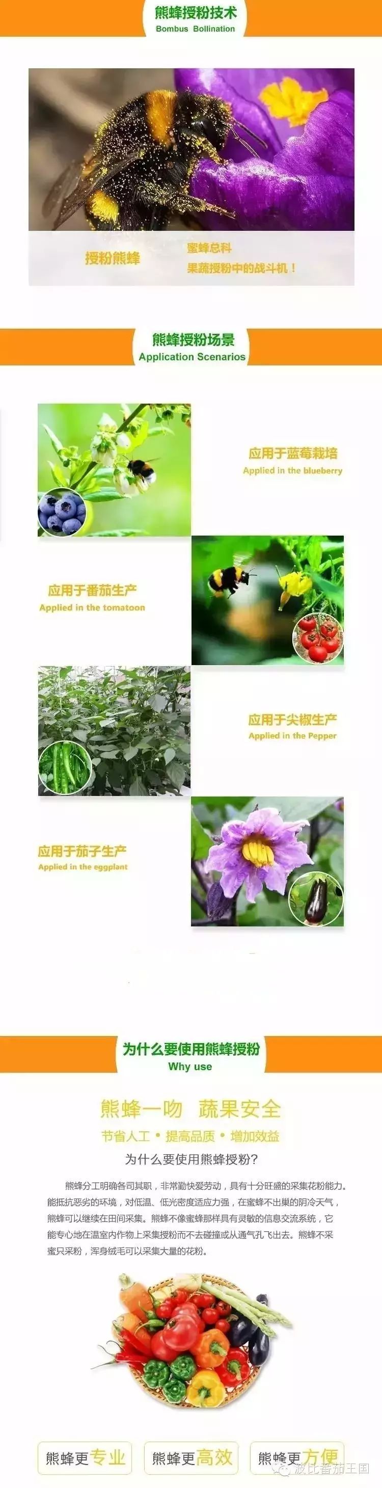 视频番茄种植技术新闻_番茄种植技术视频播放_番茄种植新技术视频