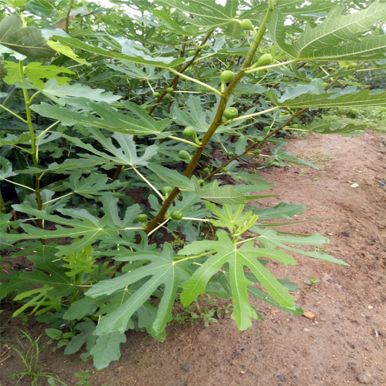 广州市无花果树修剪视频教程种植技术指导