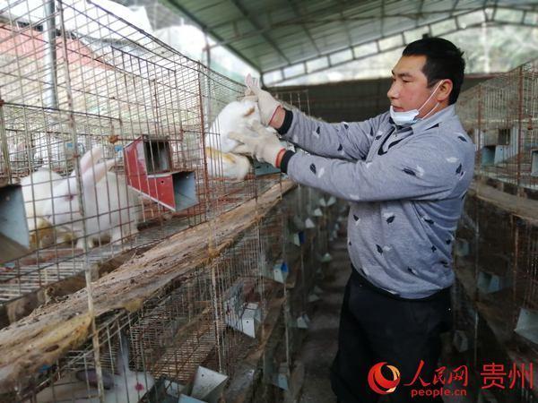 芝麻鱼价格_生鱼黑芝麻养殖技术视频_致富经养殖芝麻鱼